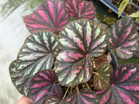 B. ‘Candy Stripes’